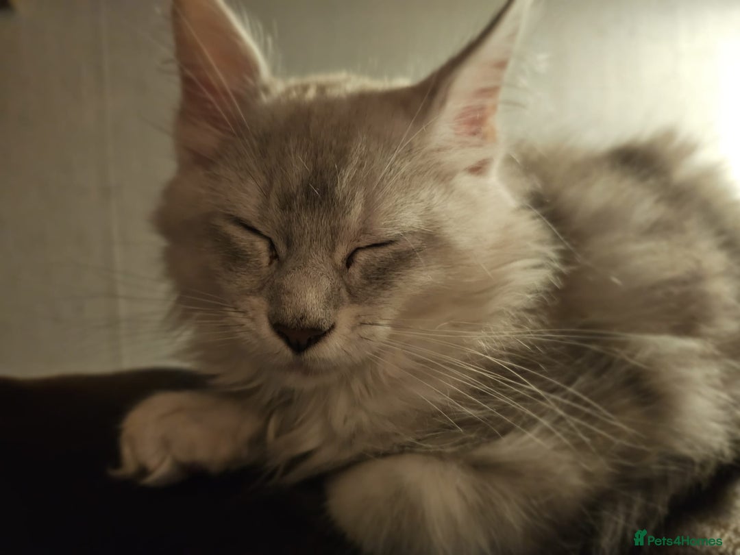 Maine Coon cats for sale: TICA PEDIGREE MAINE COON SHADED KITTENS AVAILABLE - Advert 30