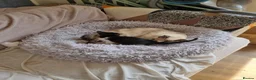 Mixed Breed cats for sale: Female kitten  - Advert 2