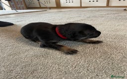Mixed Breed dogs for sale: Belgium shepherd cross Rottweiler Labrador  - Image 12