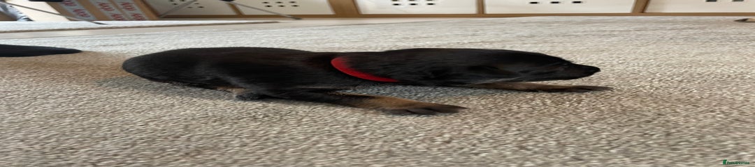 Mixed Breed Puppy 6