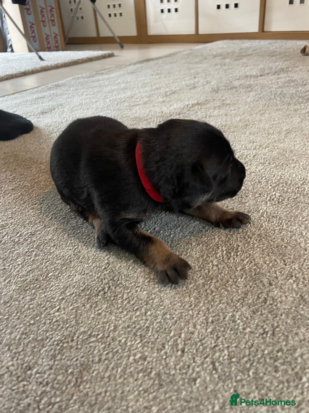Mixed Breed dogs for sale: Belgium shepherd cross Rottweiler Labrador  - Image 12