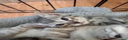 Bengal cats for sale: All bengals reserved - savannah babies available  - Advert 8