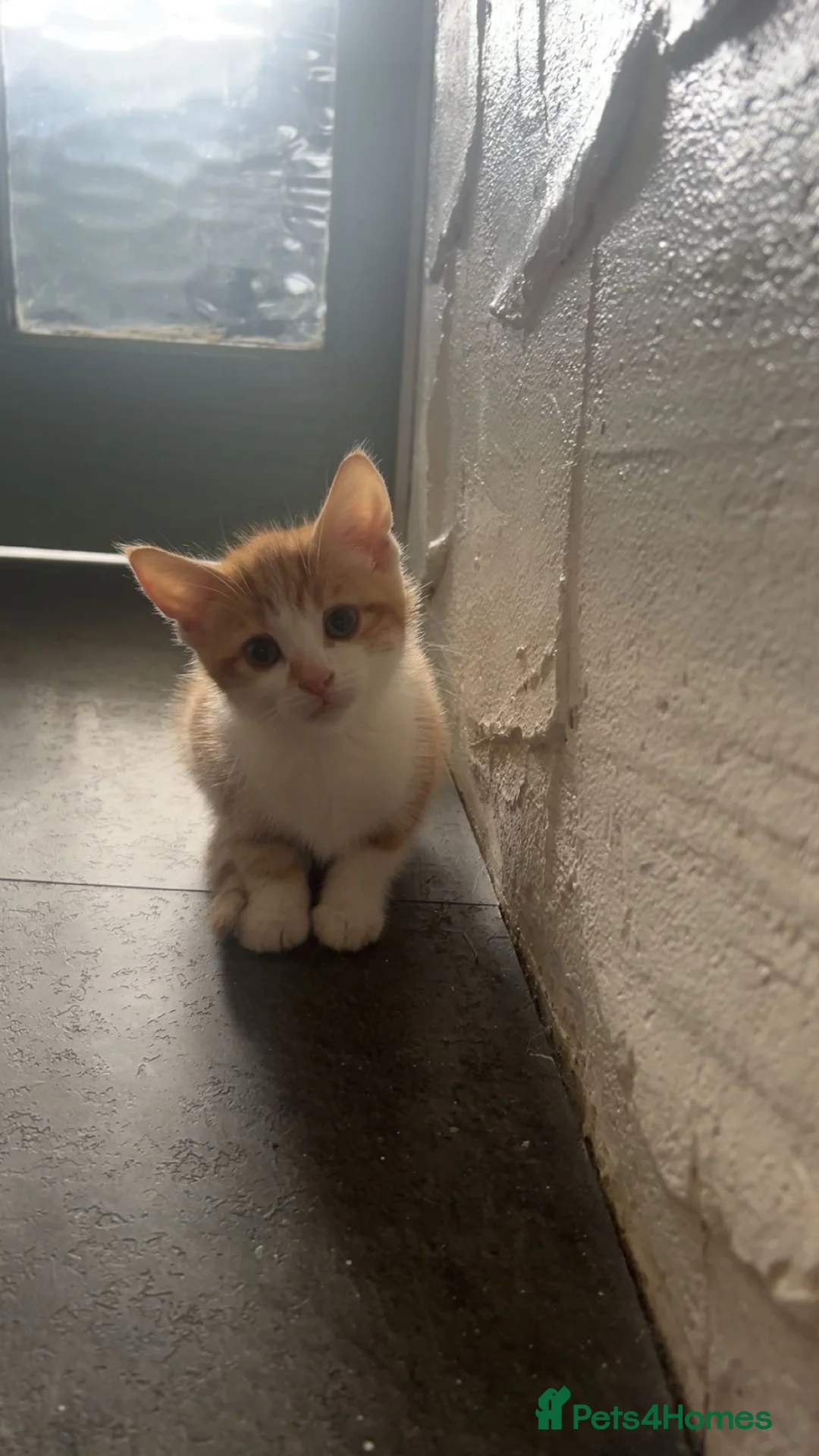 Domestic Shorthair cats for sale: 2 beautiful kittens for sale  in Blackburn - Advert 2