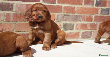 Irish Setter dogs - Advert 8