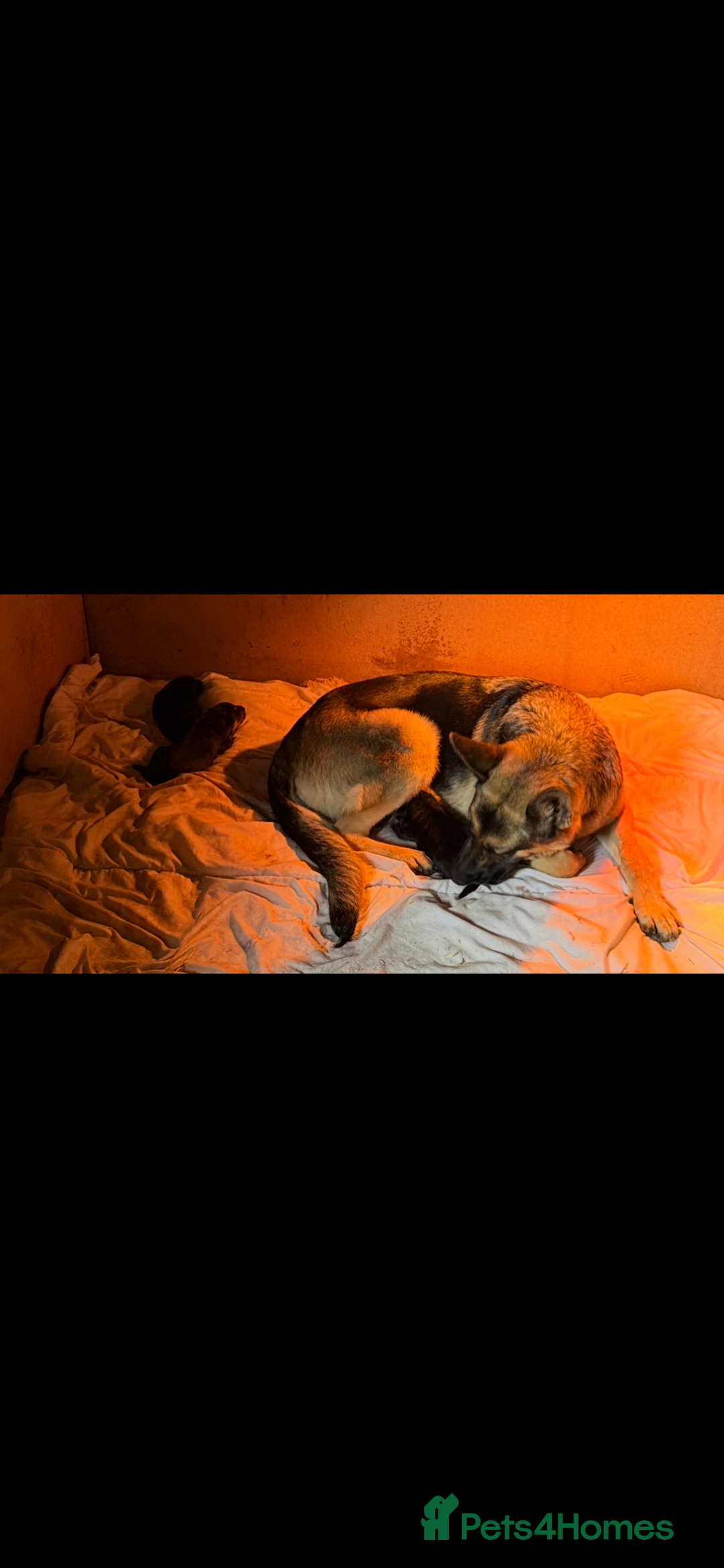 Mixed Breed dogs for sale: 3 fluffy Shollie German Shepard x Boarder Collie - Image 17