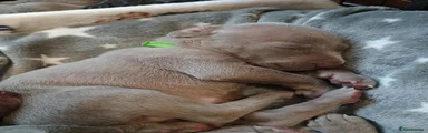 Weimaraner 8