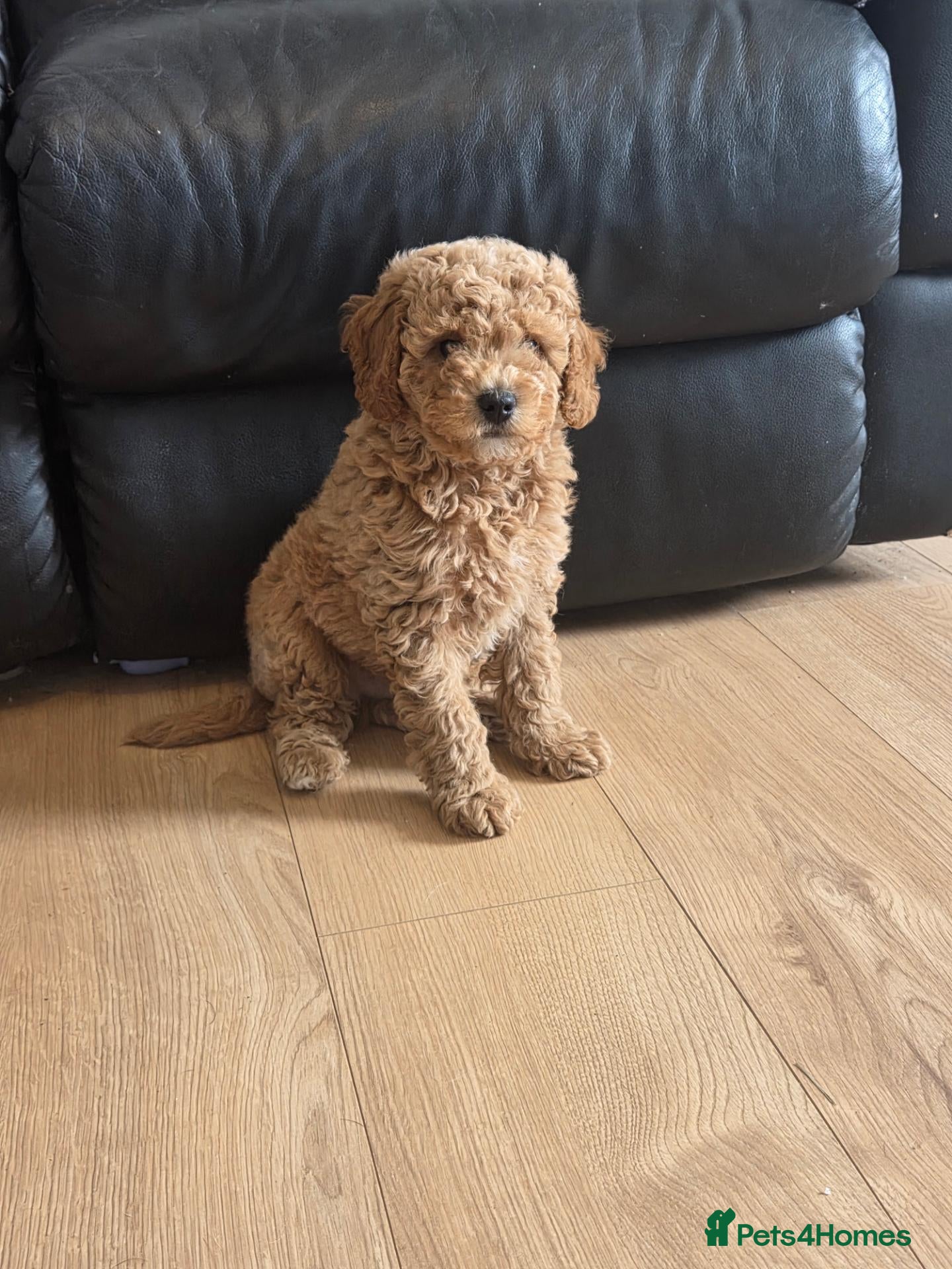 Cavapoochon dogs Stunning Cavapoochon boy - Advert 2