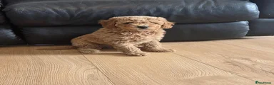 Cavapoochon 1