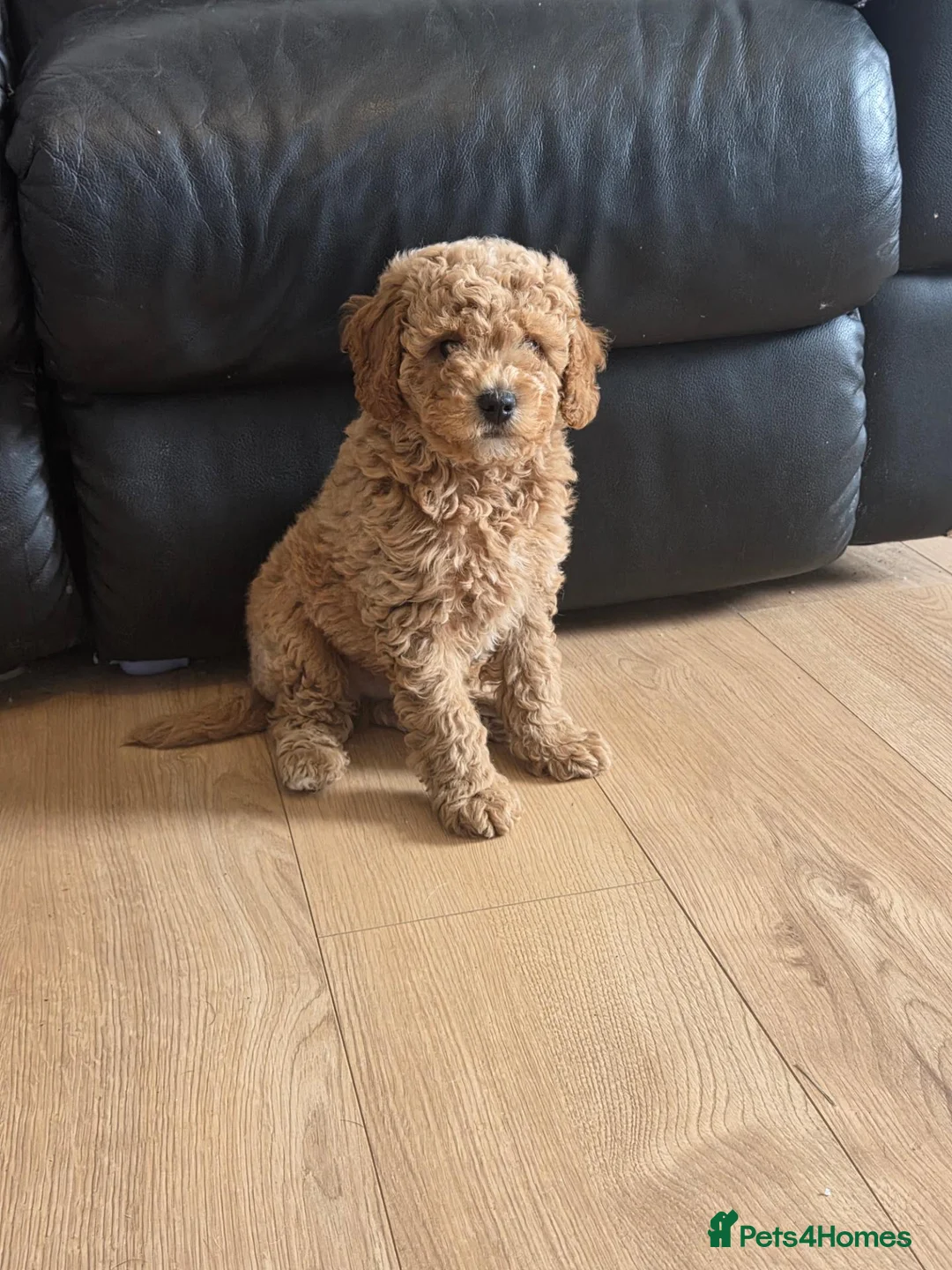 Cavapoochon dogs for sale: Stunning Cavapoochon boy - Advert 2