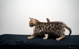 Bengal cats for sale: TICA-Certified Bengal Kittens, Show Quality - Image 29