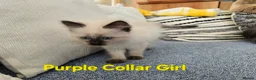 Ragdoll cats for sale: Beautiful ragdolls - Advert 7