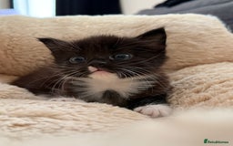 European cats for sale: Hope🐱 - Image 2