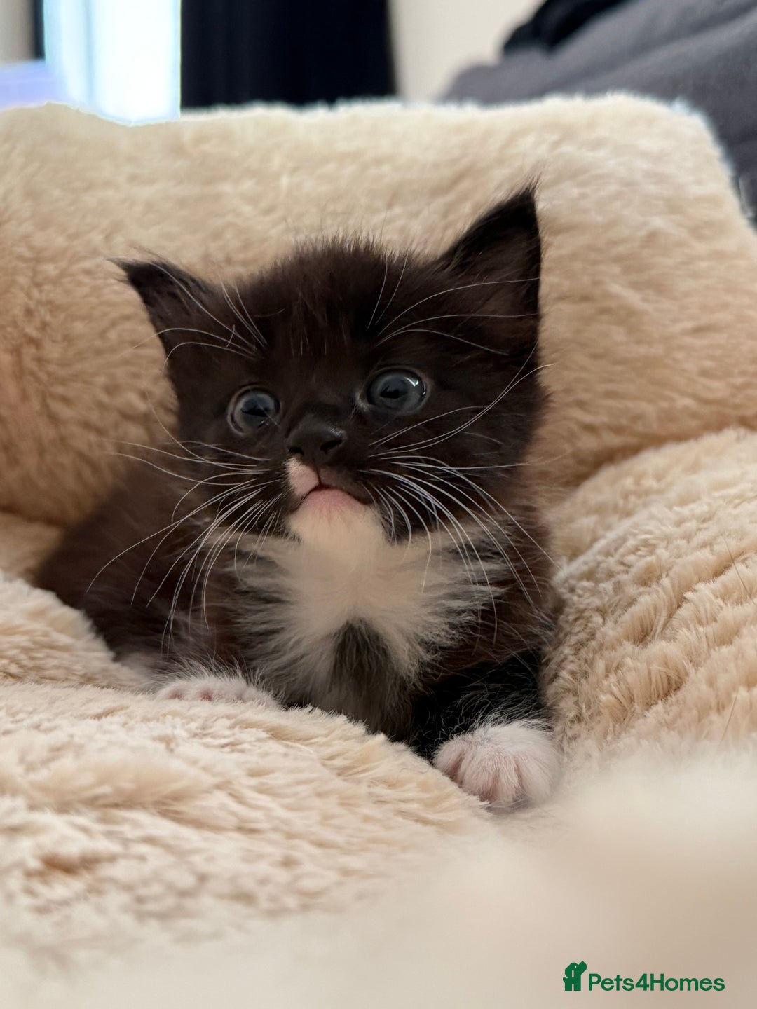 European cats for sale: Hope🐱 - Image 2