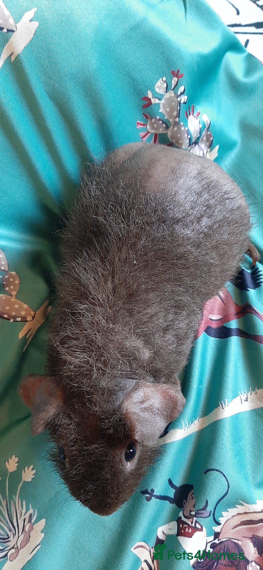 Guinea Pig rodents for sale: Skinny pig baby boys and werewolf baby girl.  - Image 4