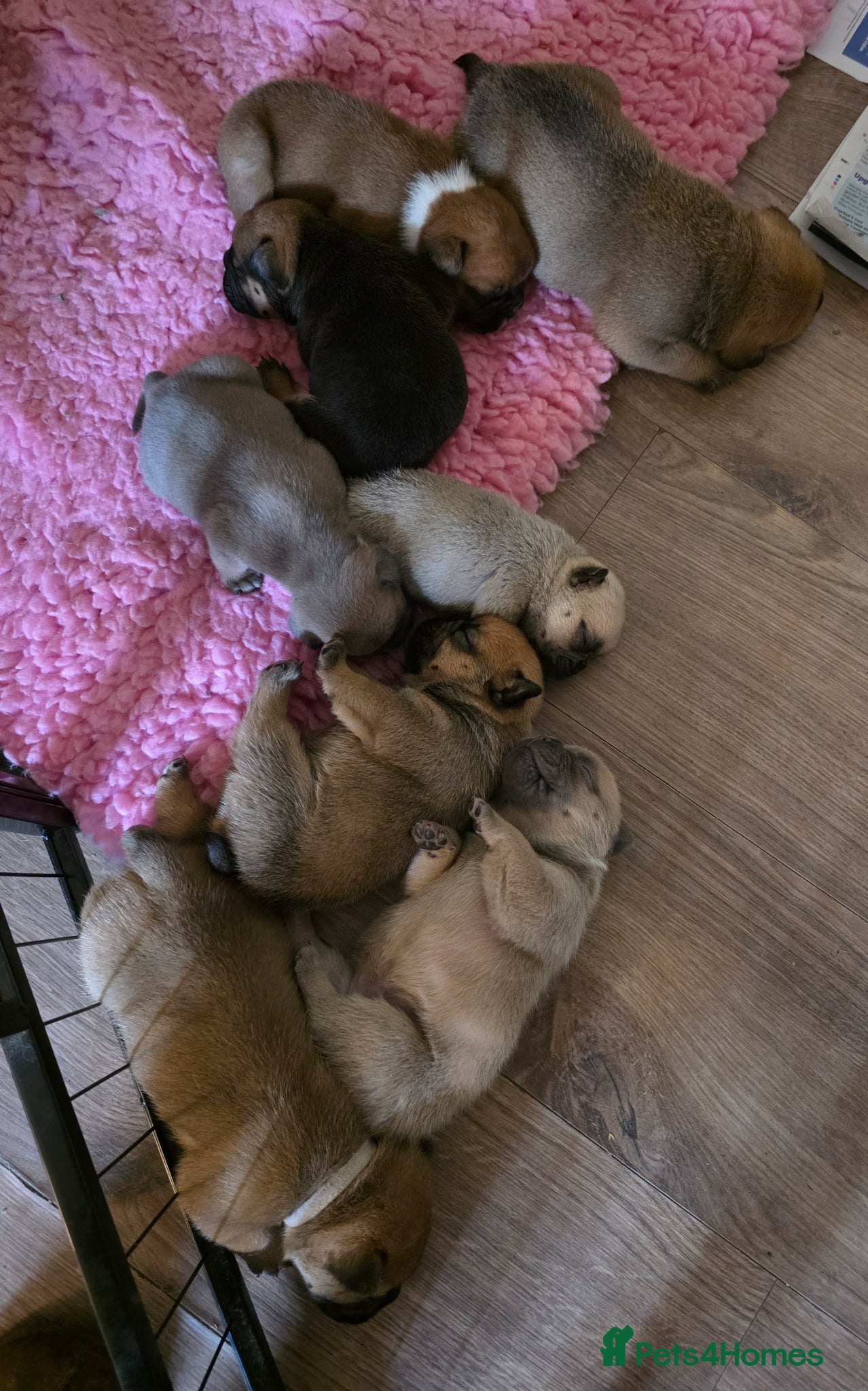 Mixed Breed dogs English Bull Chows - Advert 2