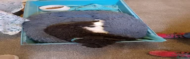 Mixed Breed Puppy 1