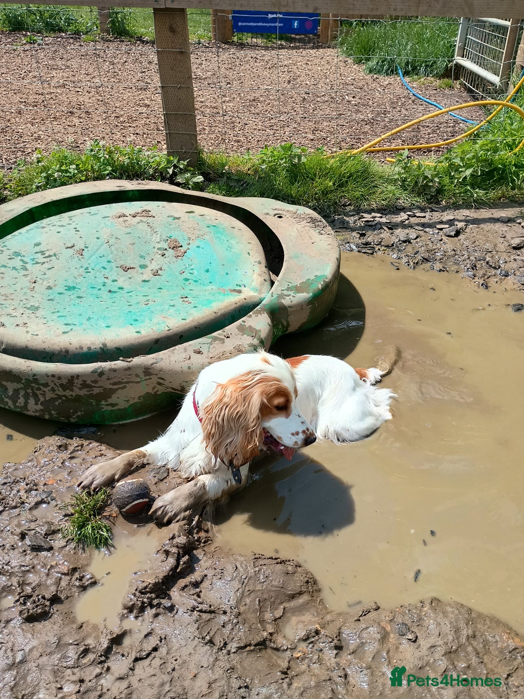 Cocker Spaniel dogs for sale: Cocker spaniel bitch KC Reg - Image 1