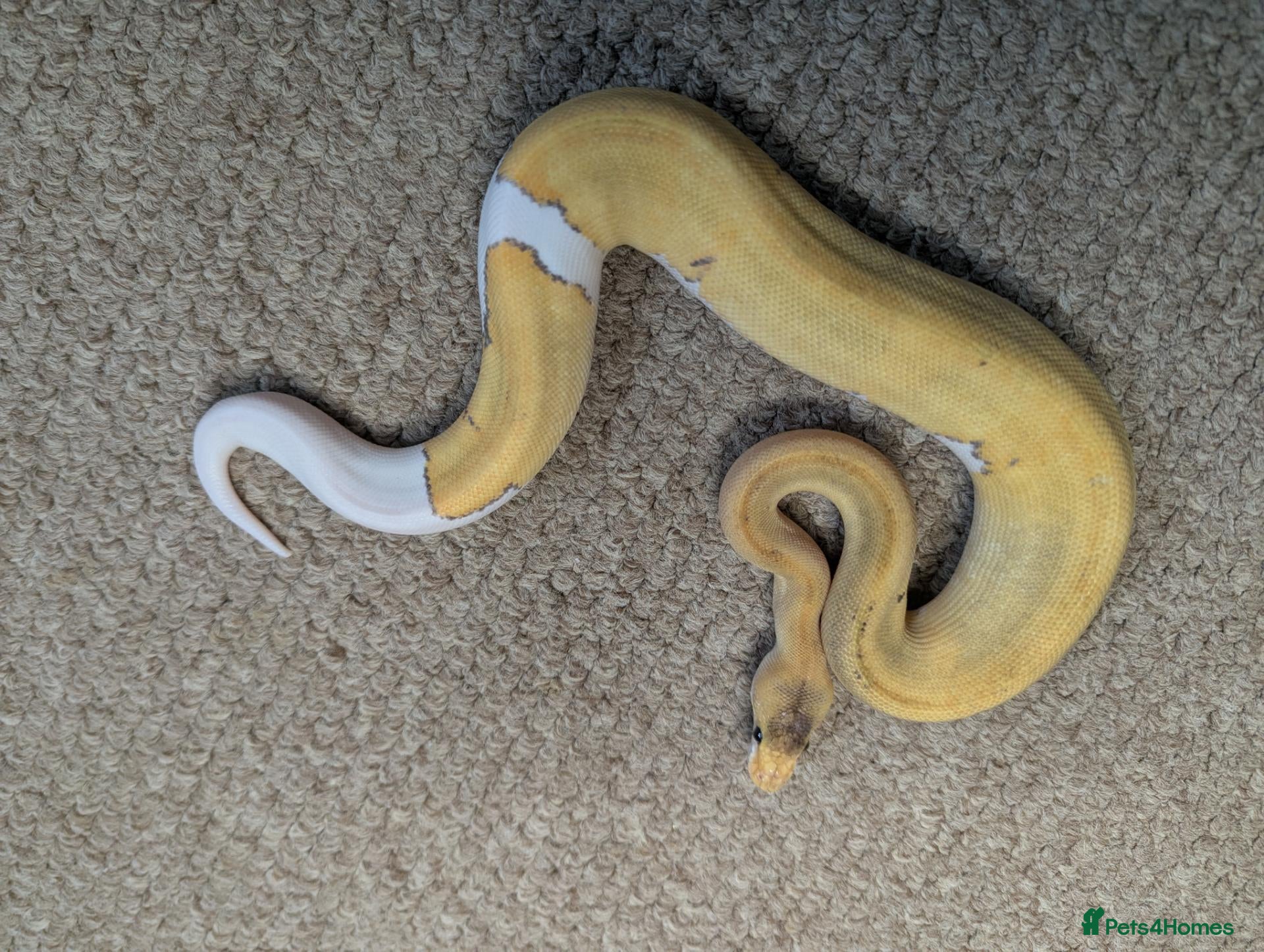 Python Snake reptiles 2026 Royal Python Hatchlings - Advert 2