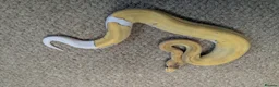 Python Snake reptiles for sale: 2026 Royal Python Hatchlings in Telford - Advert 2