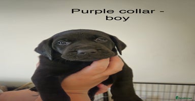 Mixed Breed dogs - Advert 3
