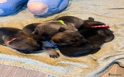 German Shepherd dogs for sale: 4 beautiful German shepherd fur babies  - Image 1