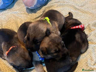 German Shepherd dogs - Advert 3