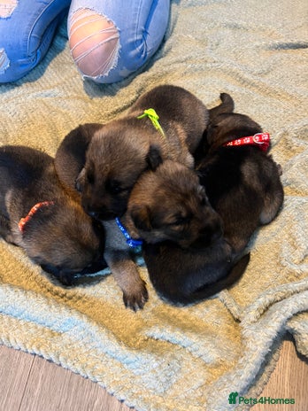 German Shepherd dogs - Advert 13