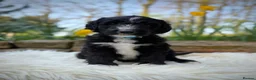 Sheepadoodle dogs for sale: F1 Sheepadoodle Puppies | 5* Licensed Breeder - Advert 37
