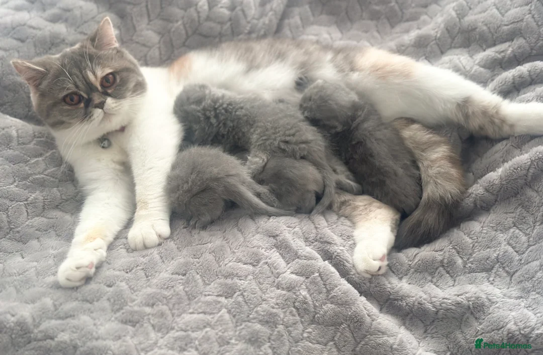 British Shorthair cats for sale: ⭐️ British Shorthair & Longhaired Kittens⭐️  - Advert 40