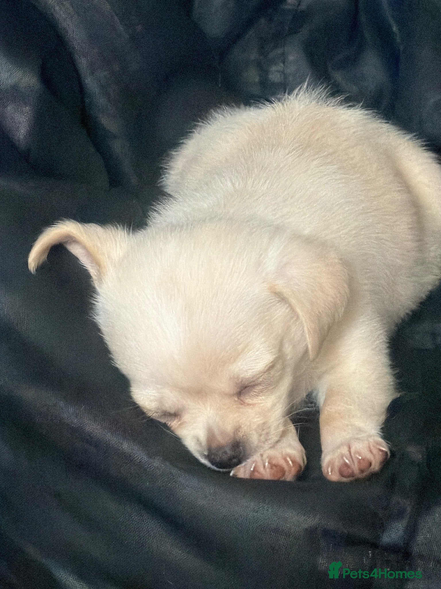 Chihuahua dogs 1 cuddly chi puppy  - Advert 5