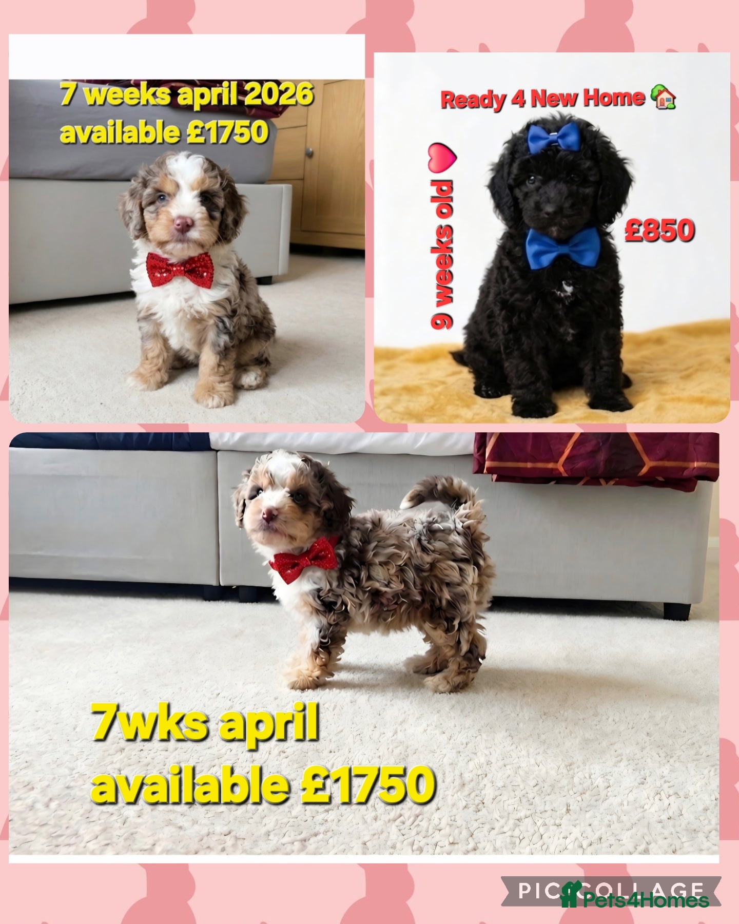 Cockapoo dogs TeddyFce 8-Week-Cockapoo Pup intelligent  sit, paw - Advert 9