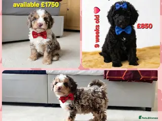 Cockapoo dogs TeddyFce 8-Week-Cockapoo Pup intelligent sit, paw - Advert 9