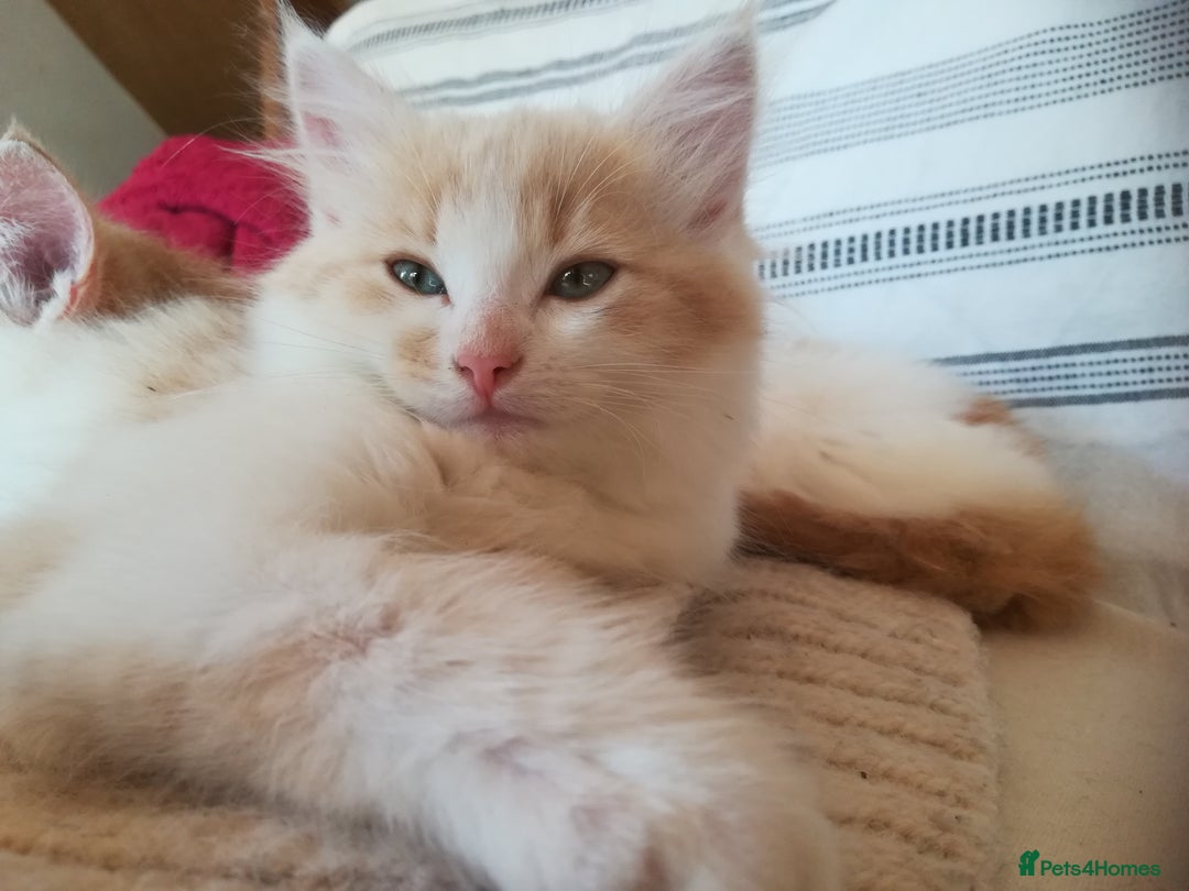 Mixed Breed cats for sale: CLEVER, BEAUTIFUL, KITTENS READY FOR FOREVER HOMES - Image 10