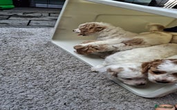Cockapoo dogs for sale: Mr cassidy - Image 26