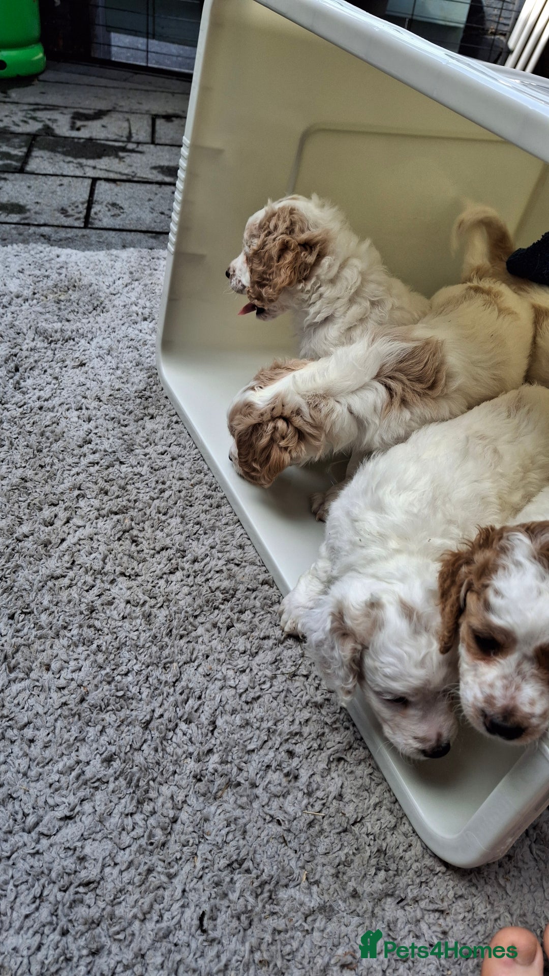 Cockapoo dogs for sale: Mr cassidy - Image 26