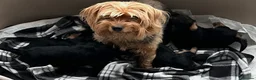 Yorkshire Terrier dogs for sale: Stunning Blue & Gold Yorkshire Terrier Puppies - Advert 6