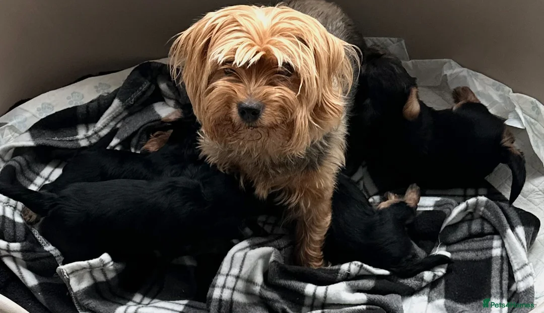 Yorkshire Terrier dogs for sale: Stunning Blue & Gold Yorkshire Terrier Puppies - Advert 6
