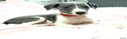 Whippet dogs for sale: Whippet puppies  - Advert 4