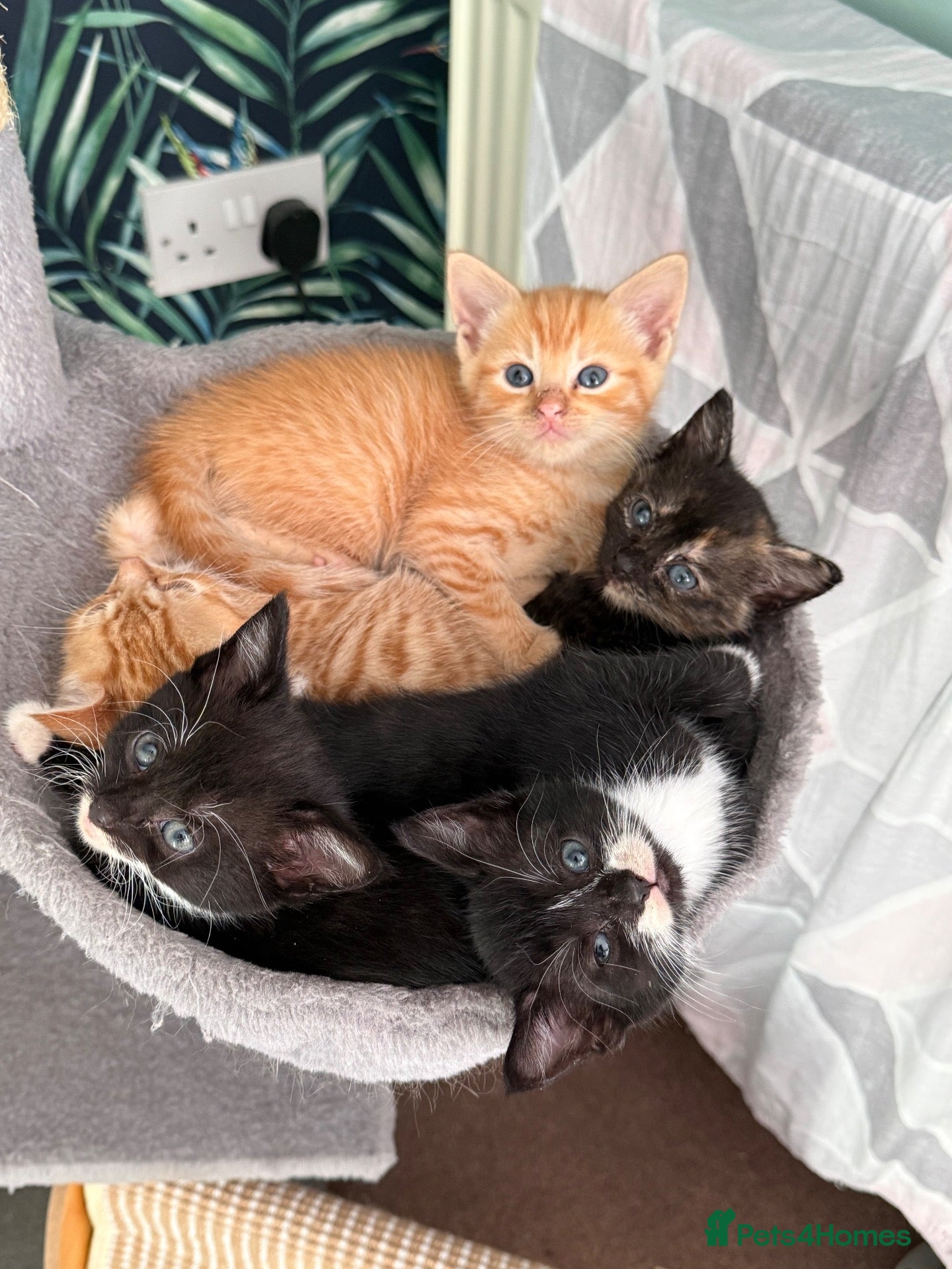 Domestic Shorthair cats 5 Beautiful Kittens Looking for Homes  - Advert 15