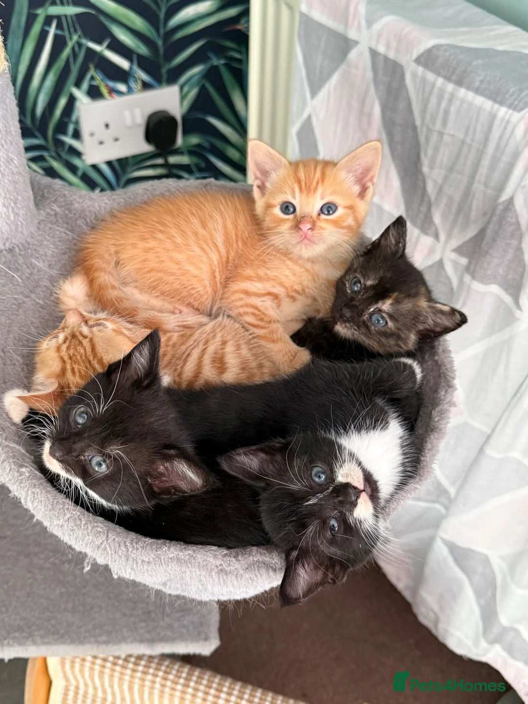 Domestic Shorthair cats for sale: 5 Beautiful Kittens Looking for Homes  - Advert 1