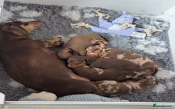Miniature Dachshund dogs for sale: Beautiful mixture of chocolate and cream mini's - Image 7