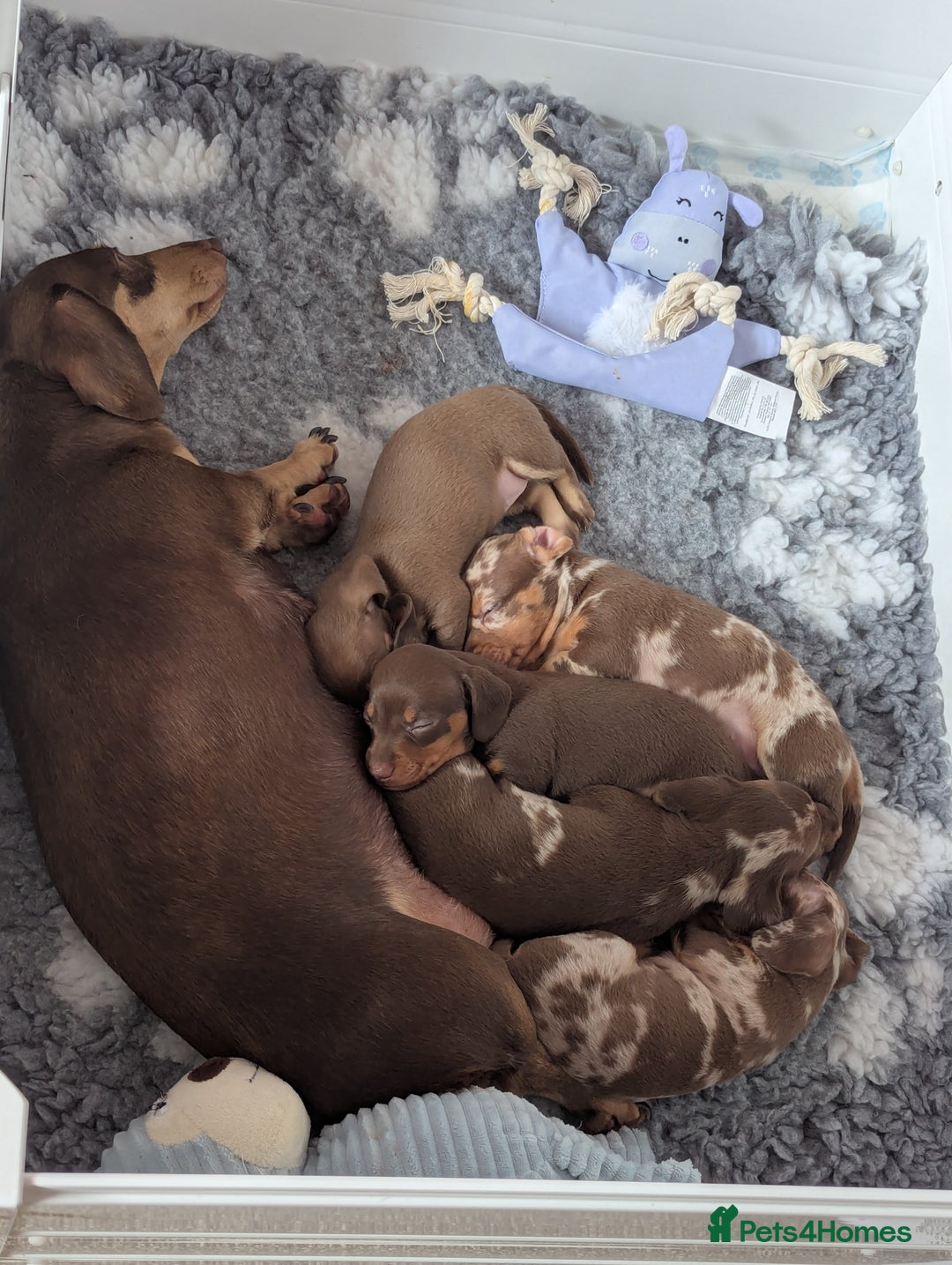 Miniature Dachshund dogs for sale: Beautiful mixture of chocolate and cream mini's - Image 7