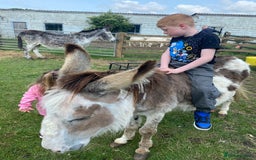 Donkey livestock for sale: Dolly and Moose, lovely Jenny donkeys - Image 6
