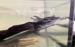 Axolotl reptiles for sale: Axolotls  - Image 2