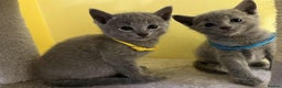 Russian Blue cats for sale: TICA REGISTERED Pure Breed Russian Blue Kittens - Advert 18