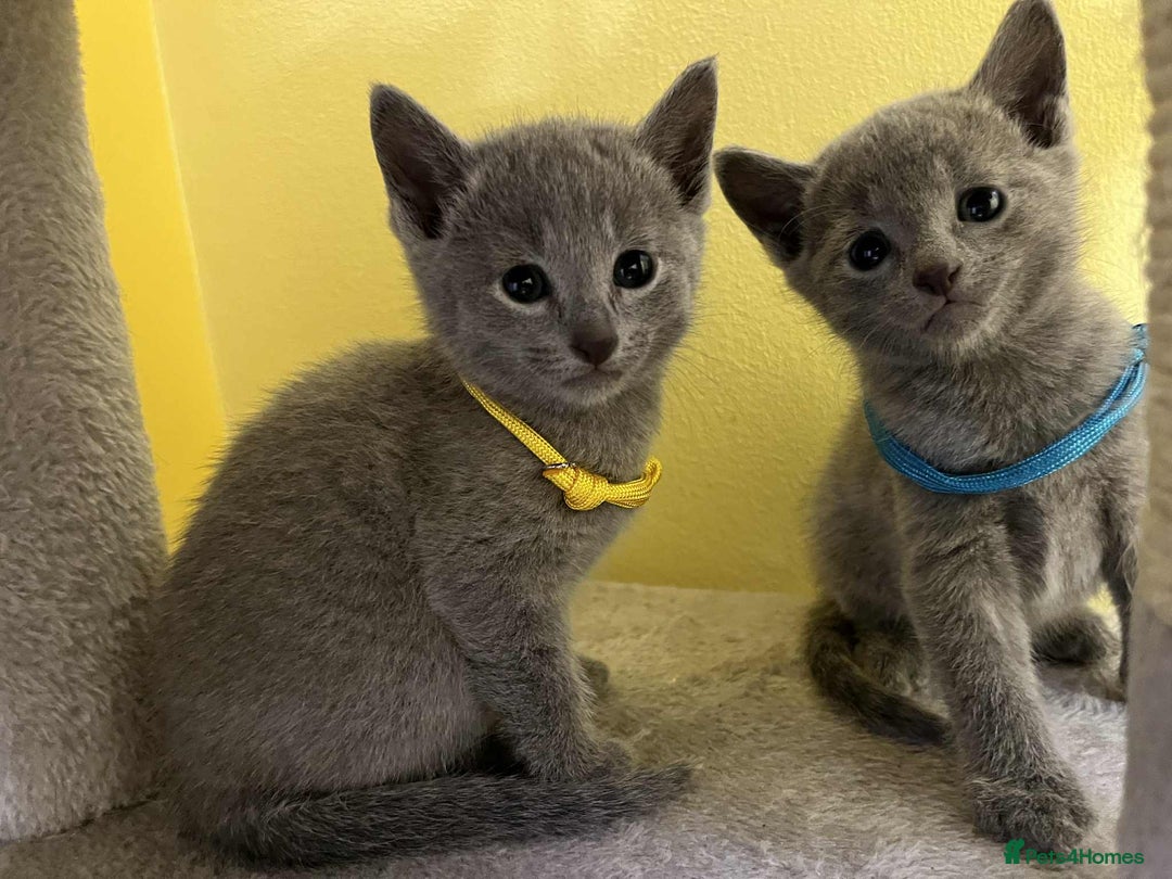 Russian Blue cats for sale: TICA REGISTERED Pure Breed Russian Blue Kittens - Advert 18