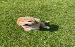 Maltipoo dogs for sale: Cute Maltipoo Girl - Image 2