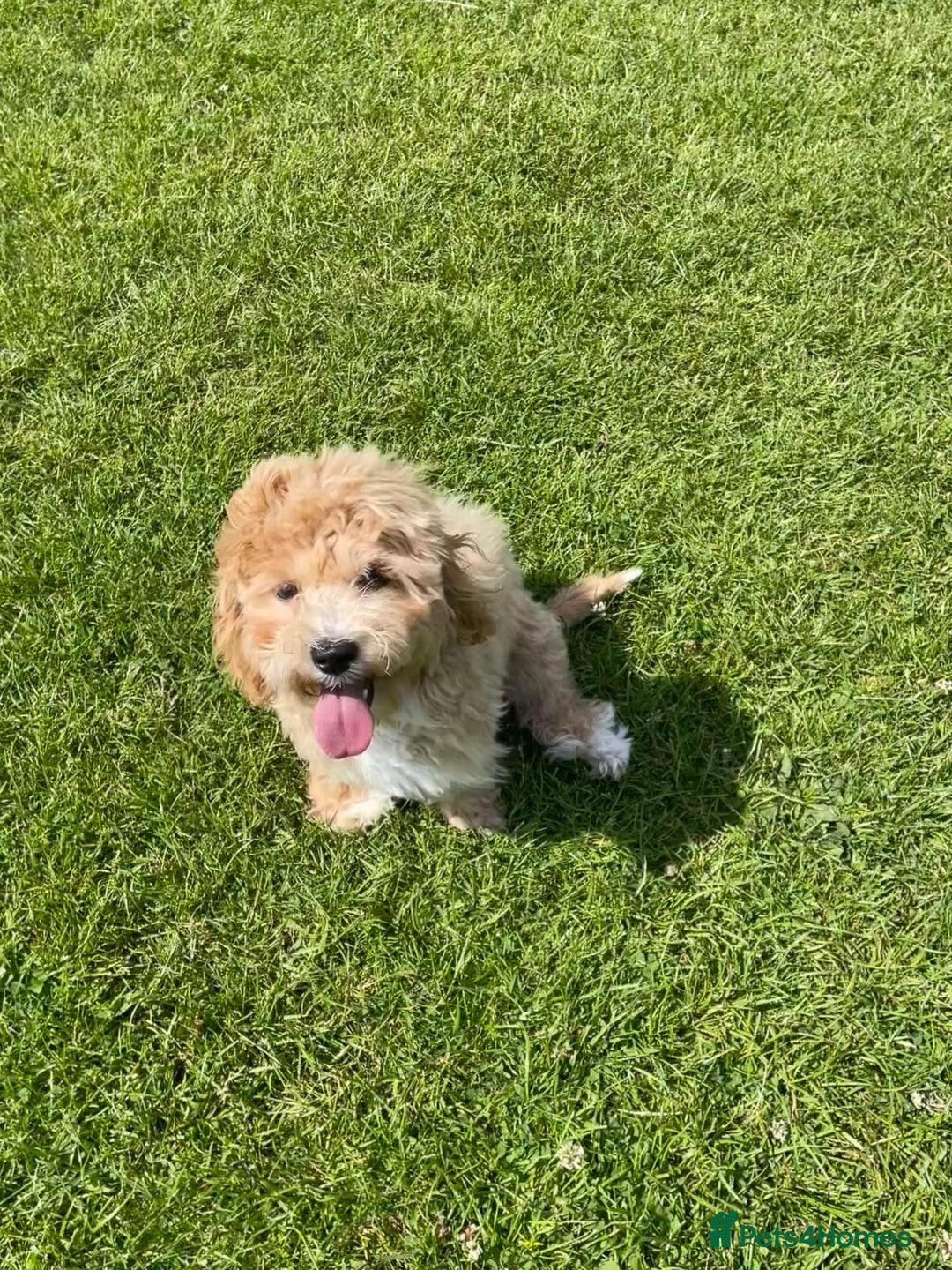 Maltipoo dogs for sale: Cute Maltipoo Girl - Image 2