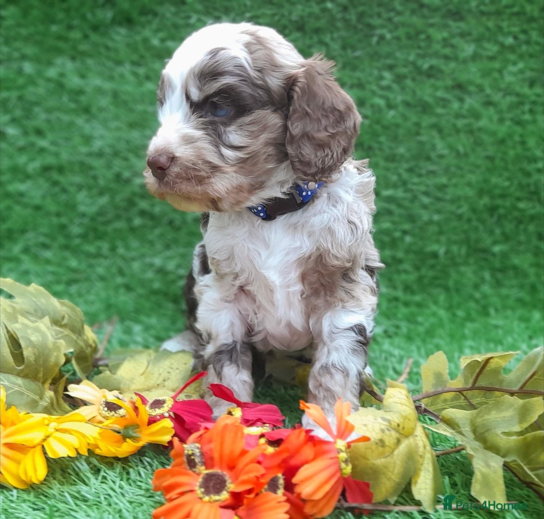 Cockapoo dogs Beautiful litter of F1 Cockapoo's - Advert 2