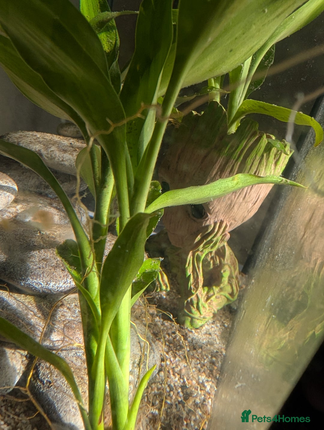 Axolotl reptiles for sale: Axolotl+ Tank and all accessories  - Image 5